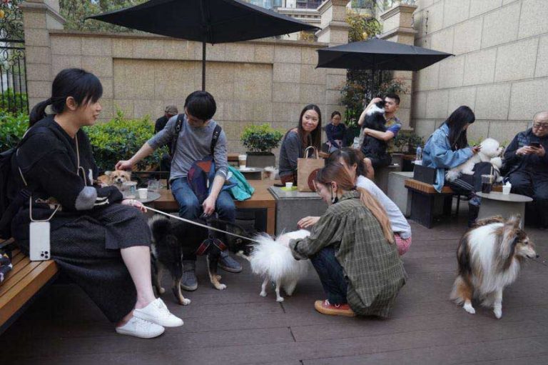 DogFriendly Restaurants in Shanghai (Bars & Cafes too!) Nomfluence